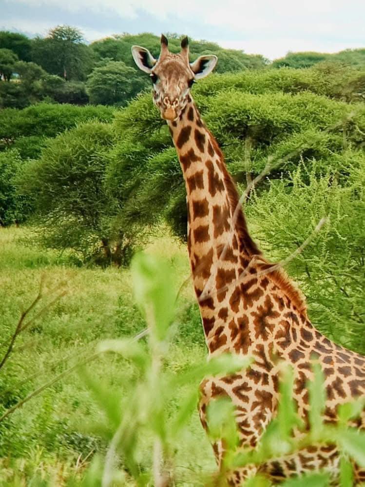 6-DAY ZANZIBAR & MIKUMI DAY TRIP SAFARI
